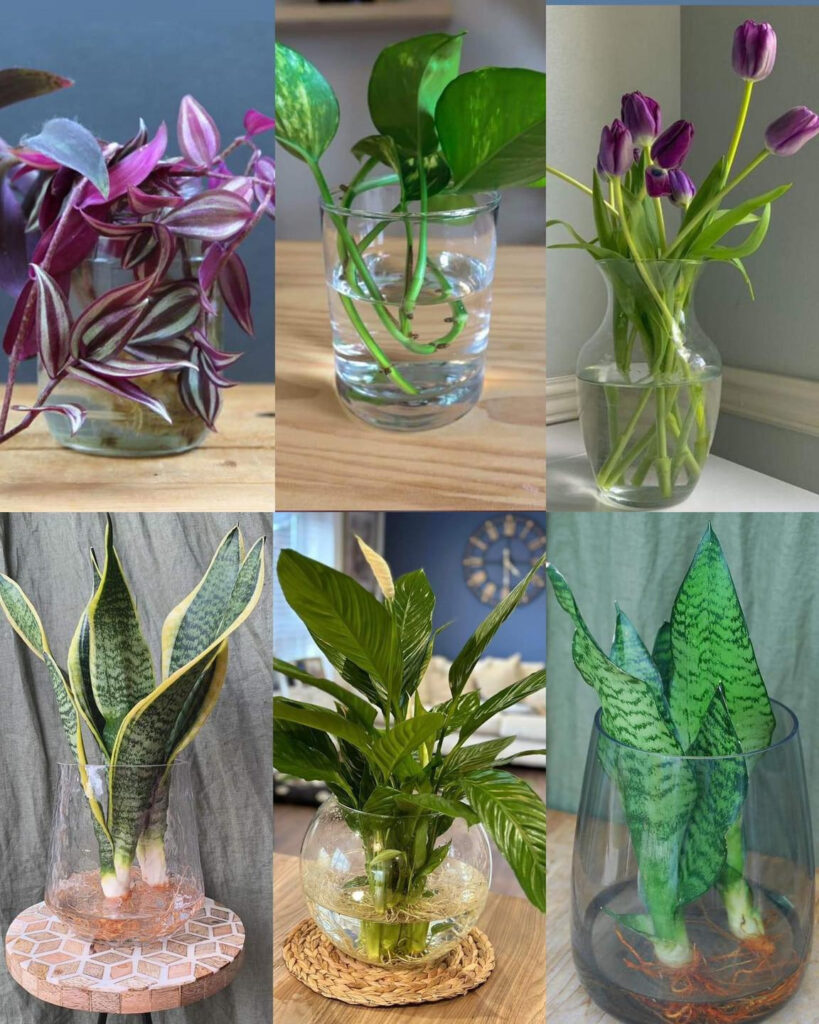 Houseplants You Can Easily Grow In Water