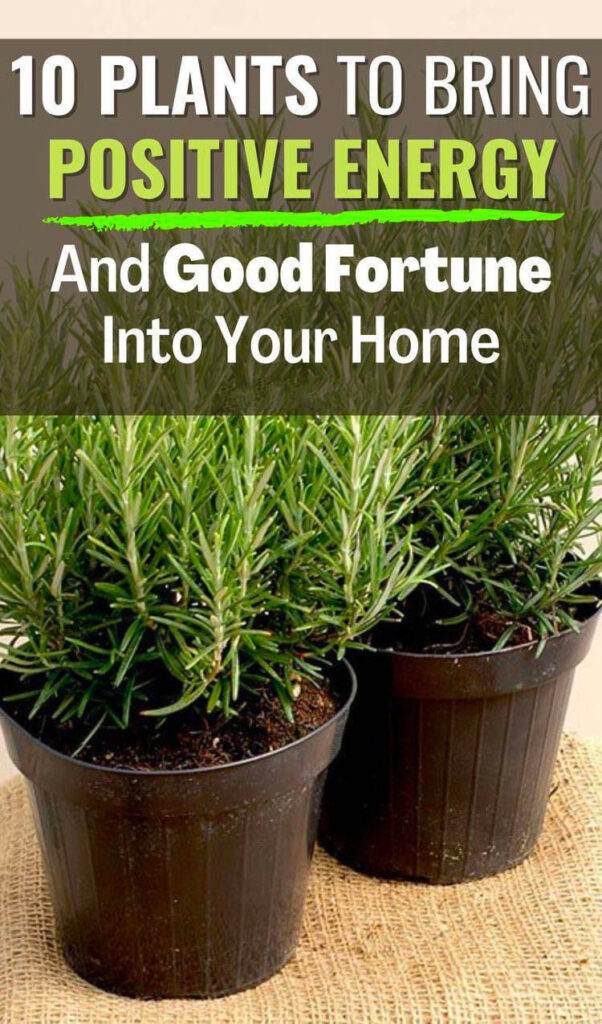 Find out which plants can bring positive energy and good fortune.