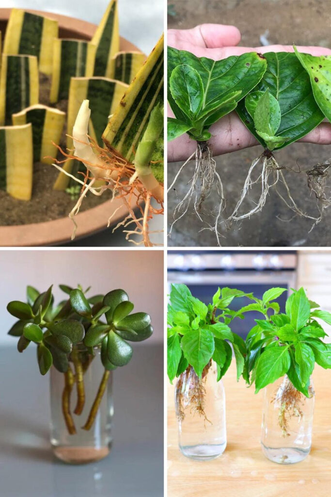 25 Plants & Herbs You Can Propagate from Cuttings