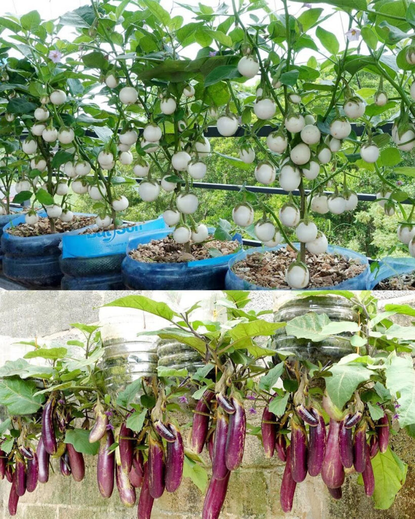 Growing eggplant from seeds in a pot or container is very easy