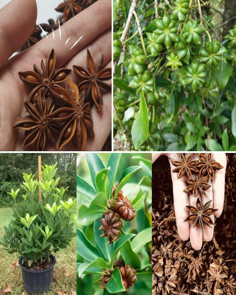 Container Grown Anise Seed: How To Care For Anise In A Pot