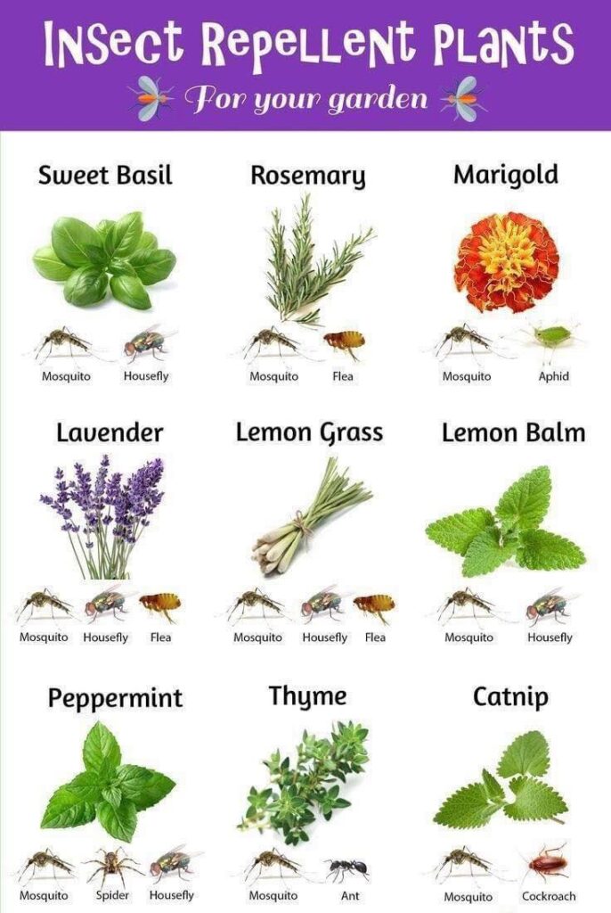 10 Plants That Repel Bugs and Mosquitoes Naturally