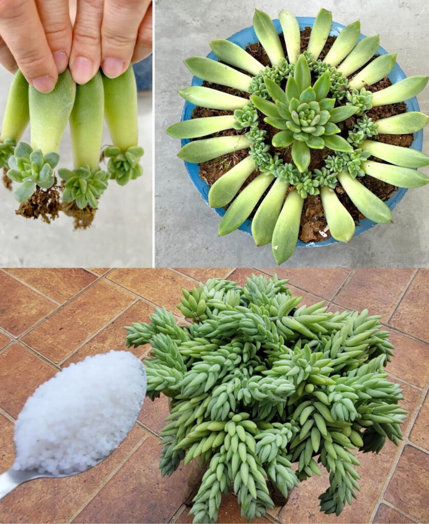 How to make a good homemade substrate for succulents (4 recipes)