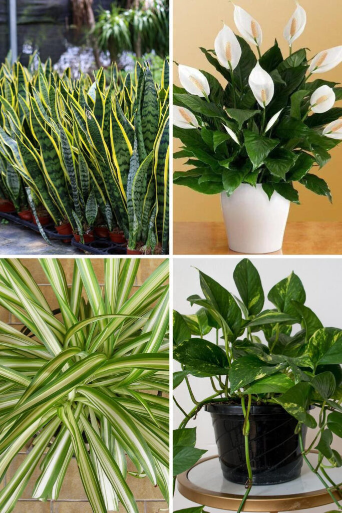 18 Beautiful Houseplants That Will Help You Sleep Better