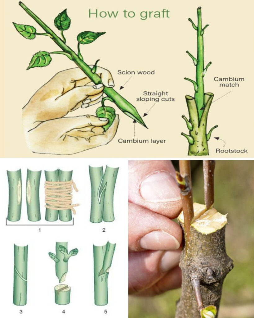 Mastering Tree Grafting: How to Graft Trees Correctly and Efficiently