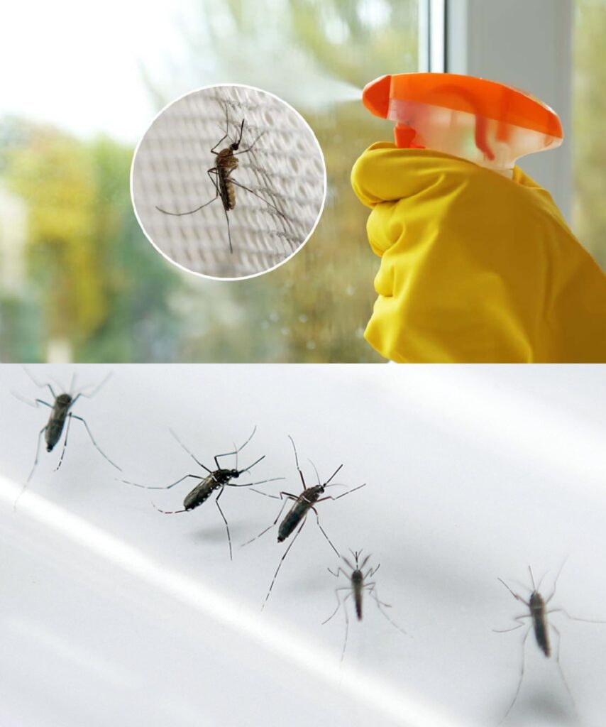 Put this ingredient on your windows and you will never see a mosquito in your house again!