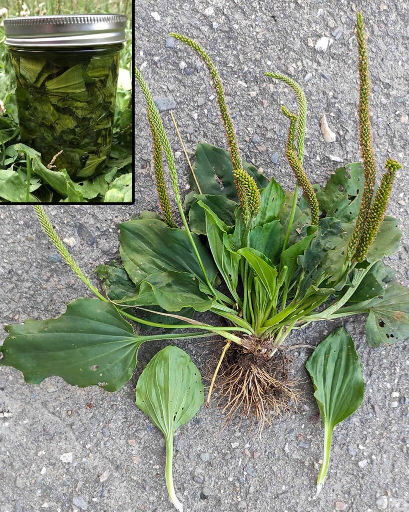 The Health Benefits and Uses of Broadleaf Plantain (Plantago major)