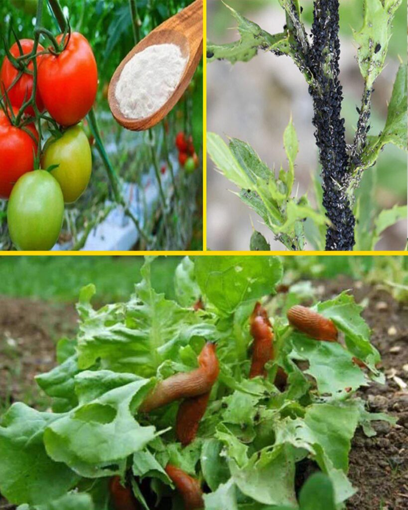 Baking soda is a gardener’s best friend: here are 10 clever uses in the gardens