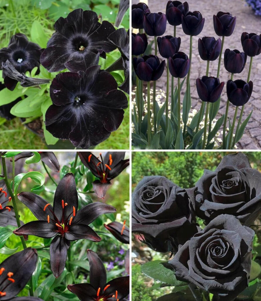 20 Gorgeous Black Flowers to Goth Up Your Garden