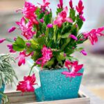 Throw it in the water you use to water the CHRISTMAS CACTUS: it will quickly fill up with flowers!