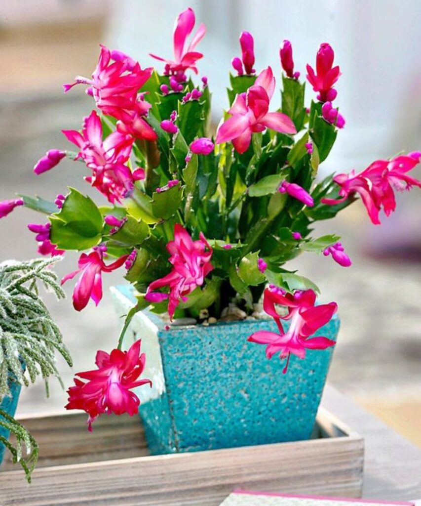 Throw it in the water you use to water the CHRISTMAS CACTUS: it will quickly fill up with flowers!