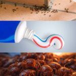 How to permanently eliminate ants and mites at home with the toothpaste trick?