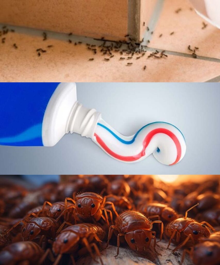 How to permanently eliminate ants and mites at home with the toothpaste trick?