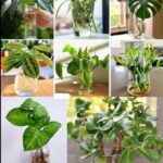10 plants to grow in water