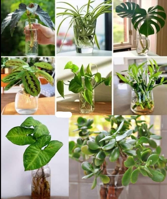10 plants to grow in water