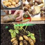 Why You Should Cut Potatoes Before Planting and How to Plant Them