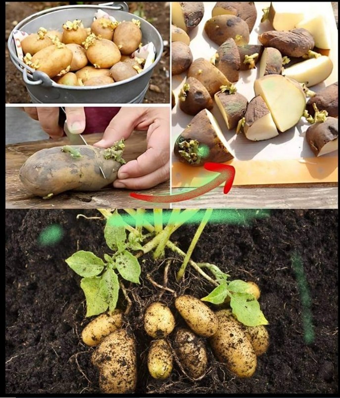 Why You Should Cut Potatoes Before Planting and How to Plant Them