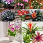 12 Flowering Plants That Are Great for Growing Indoors