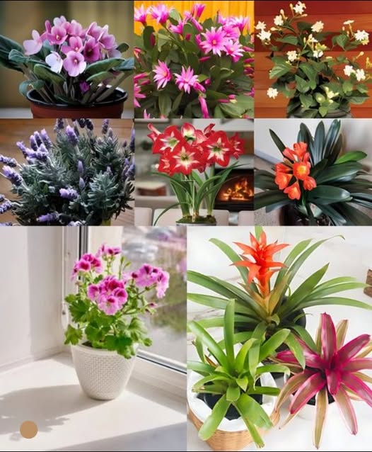 12 Flowering Plants That Are Great for Growing Indoors