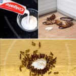 How to permanently eliminate ants and mites at home with the toothpaste trick: it is the most powerful and it is applied like this