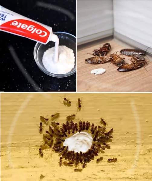 How to permanently eliminate ants and mites at home with the toothpaste trick: it is the most powerful and it is applied like this