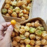 10 Incredible Health Benefits of Goldenberry (Uchuva): Unleash the Power of This Nutrient-Rich Superfruit