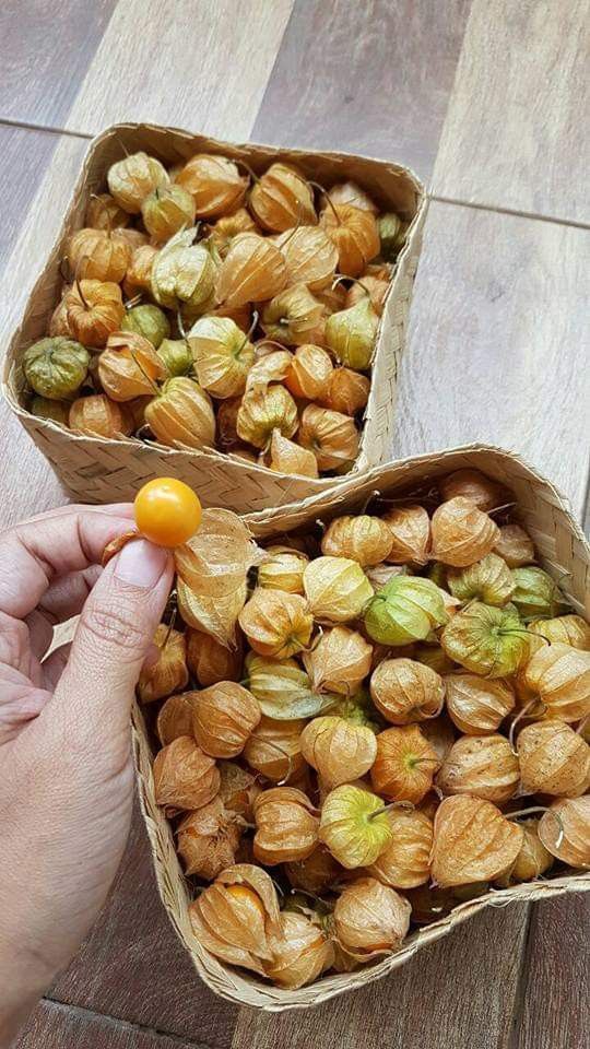 10 Incredible Health Benefits of Goldenberry (Uchuva): Unleash the Power of This Nutrient-Rich Superfruit