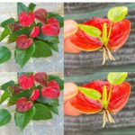 Anthurium blooms like crazy almost all year round if you follow these simple care rules