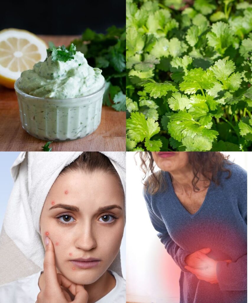 The Amazing Health Benefits of Cilantro: A Gardener’s Green Gold