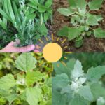 Unveil Potentials Of Lambs’ Quarters: The Weed Can Purify Your Soil And Nourish Your Body