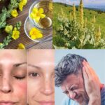 The 8 Surprising Health Benefits of Mullein You Need to Know