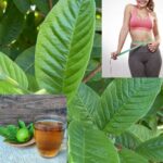 Guava Leaves Uncovered: Powerful Benefits, Uses, and Cautions You Need to Know