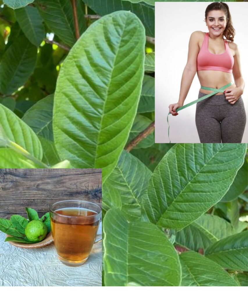 Guava Leaves Uncovered: Powerful Benefits, Uses, and Cautions You Need to Know