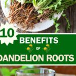 Don’t Underestimate Dandelion Roots: Here’s Why They’re a True Treasure
