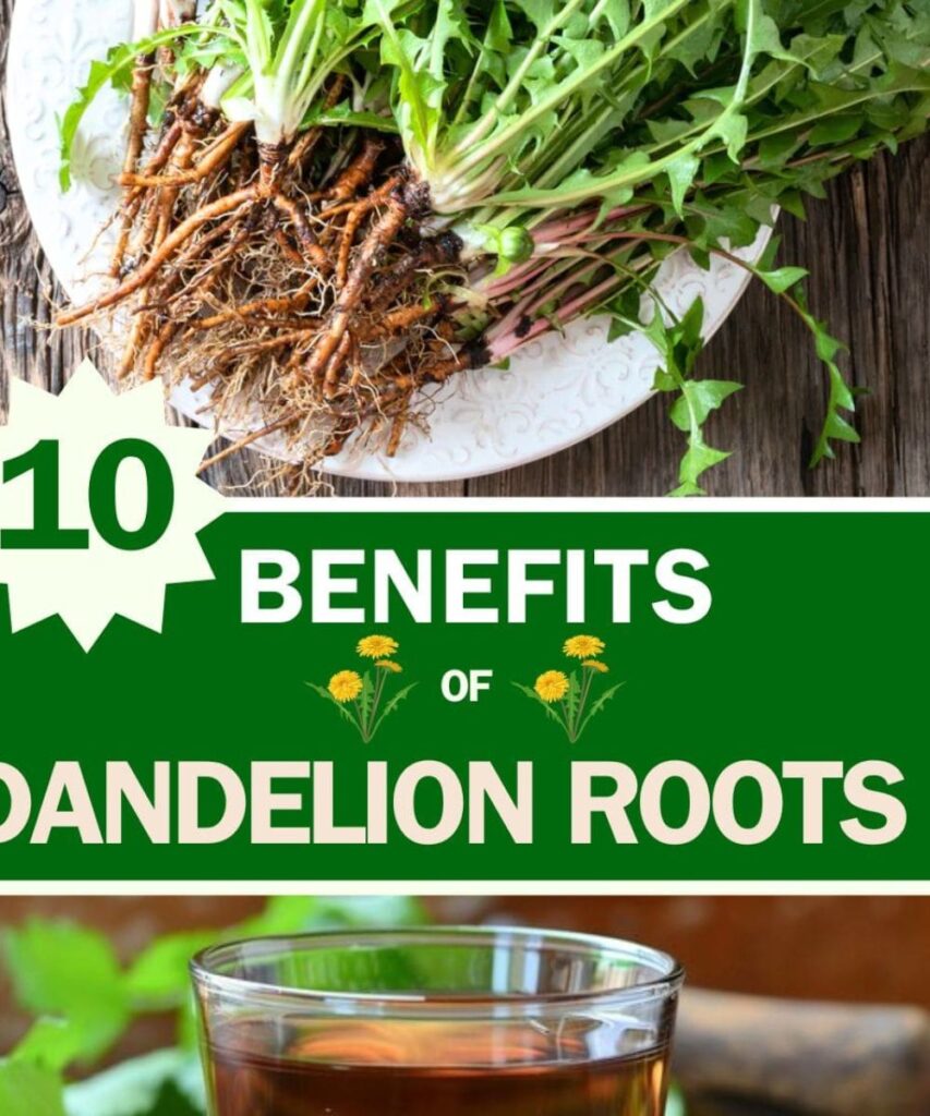 Don’t Underestimate Dandelion Roots: Here’s Why They’re a True Treasure