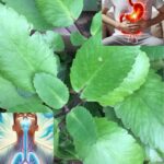 Kalanchoe Pinnata – The Miracle Herb for Health