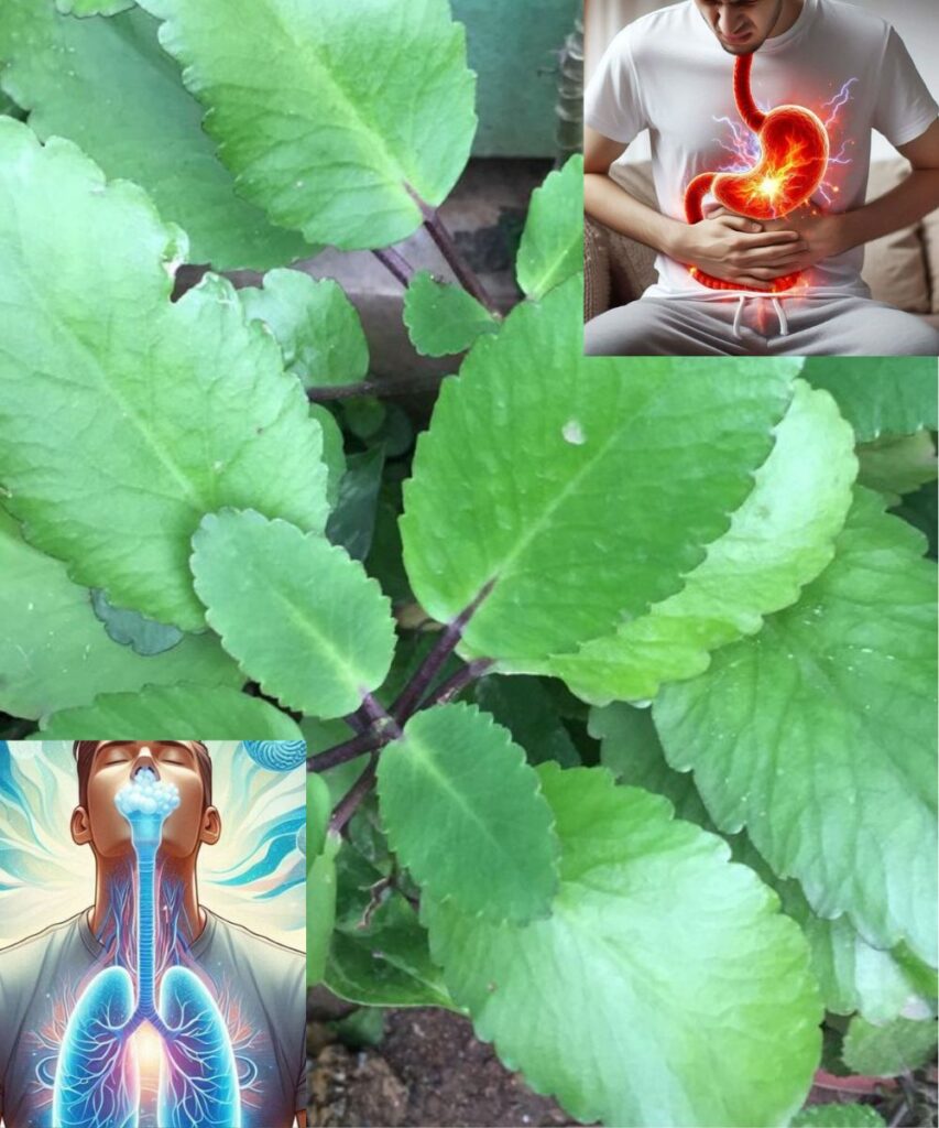 Kalanchoe Pinnata – The Miracle Herb for Health