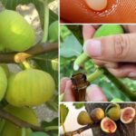The Incredible Benefits of Fig Sap: Nature’s Hidden Elixir