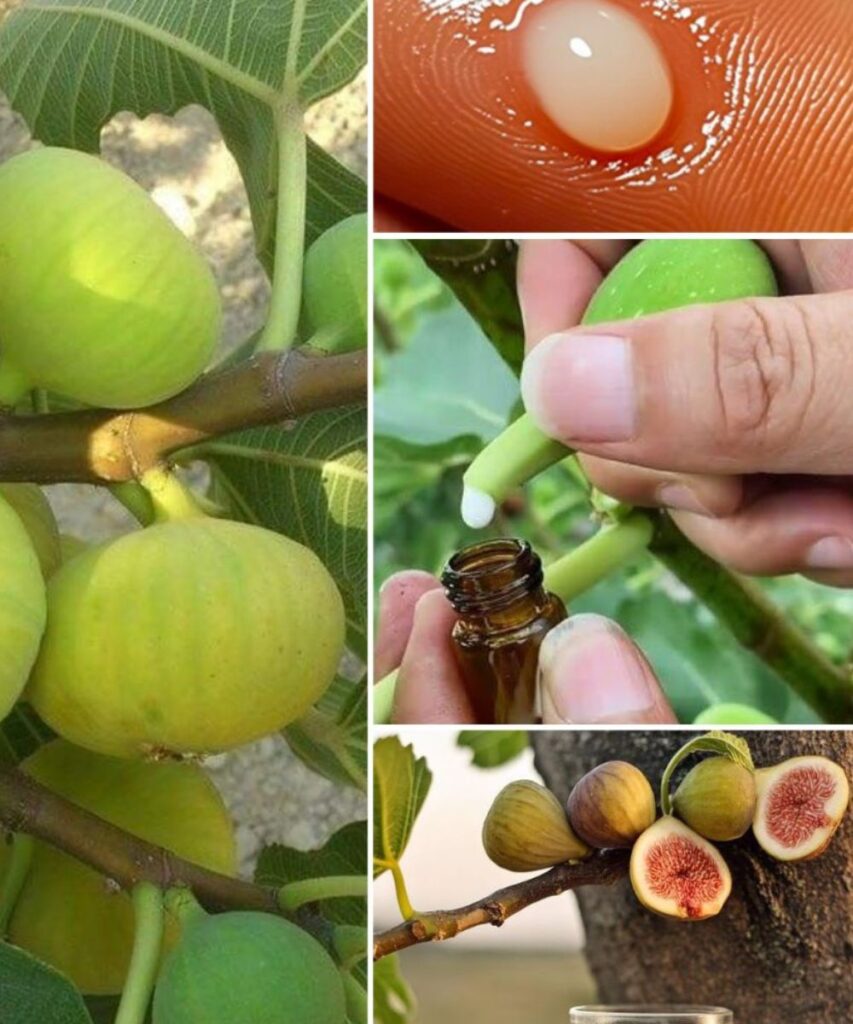 The Incredible Benefits of Fig Sap: Nature’s Hidden Elixir
