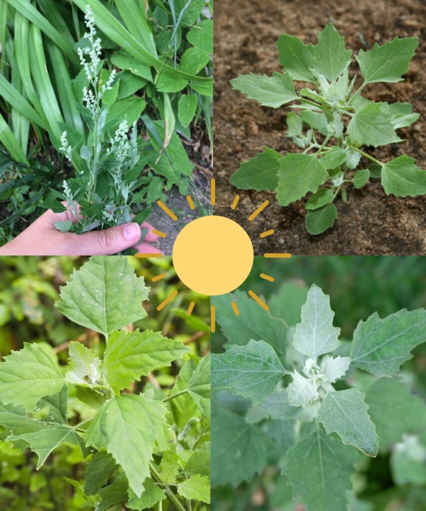 Unveil Potentials Of Lambs’ Quarters: The Weed Can Purify Your Soil And Nourish Your Body
