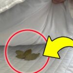 Putting bay leaves under your pillow before going to bed: an old custom from our grandparents!