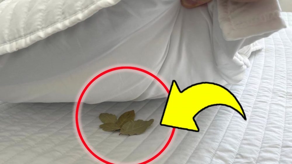 Putting bay leaves under your pillow before going to bed: an old custom from our grandparents!