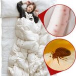 Bedbugs: Simple Methods to Eradicate Them from Your Home