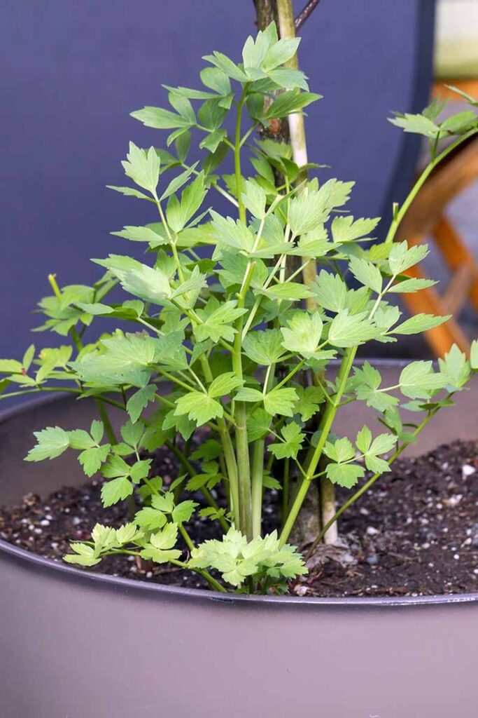 Heals the lungs, kidneys and purifies the blood: How to cultivate it in pots and beds?