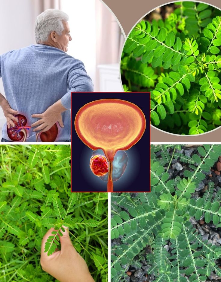 12 Amazing Health Benefits of the Stonebreaker Plant You Shouldn’t Miss