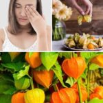 All You Need to Know About Canapum Physalis: A Nutrient-Rich Addition for Your Garden, Kitchen, and Wellness