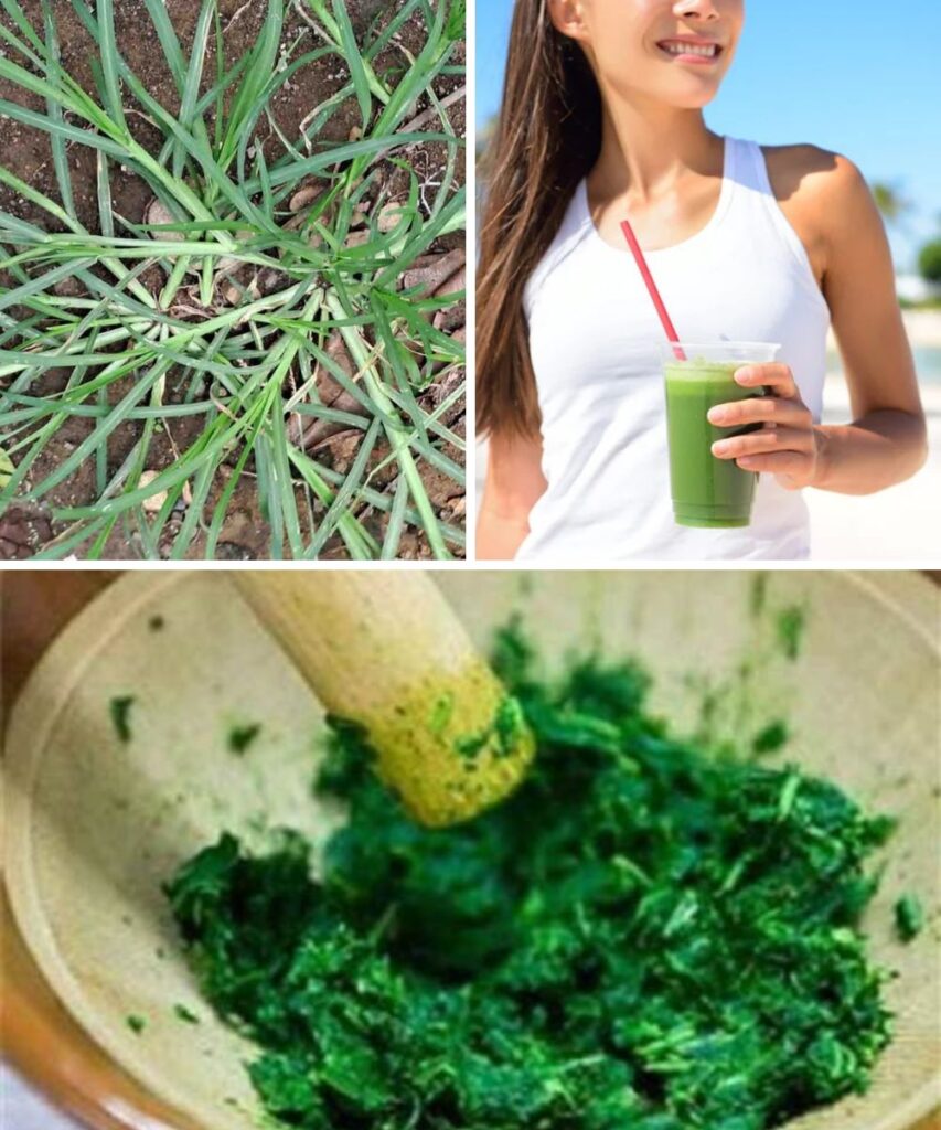 9 Surprising Health Benefits of Goosegrass You Need to Know
