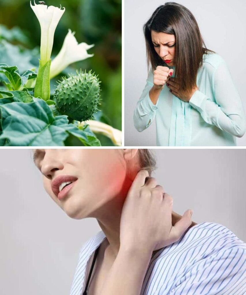 Can Datura Stramonium Be Used Safely? Top 5 Unexpected Benefits and Cautions