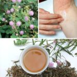 Mimosa Pudica: Pros and Cons of The Sensitive Plant You Should Know Before Use