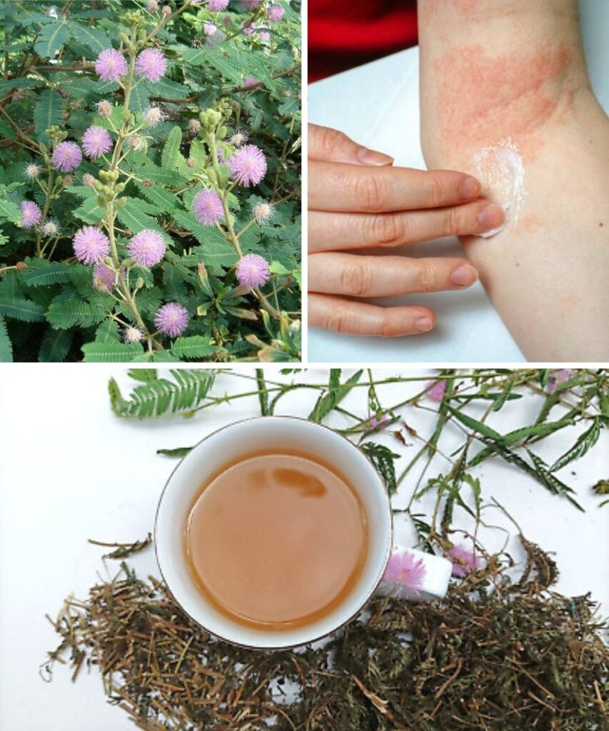 Mimosa Pudica: Pros and Cons of The Sensitive Plant You Should Know Before Use